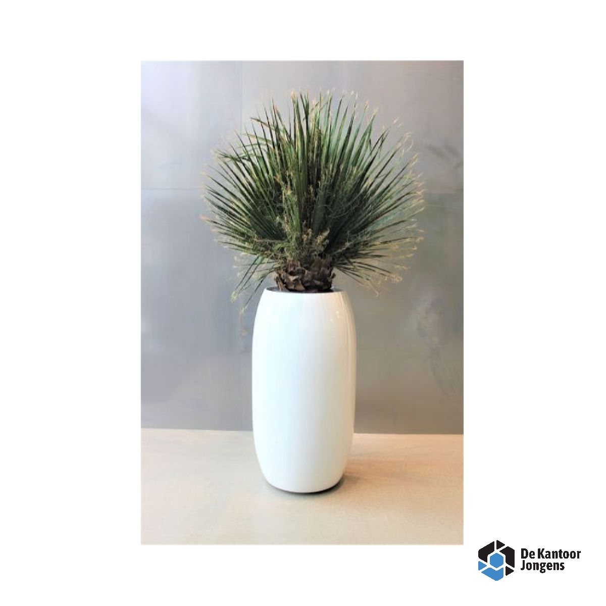 Gemummificeerde plant Seis