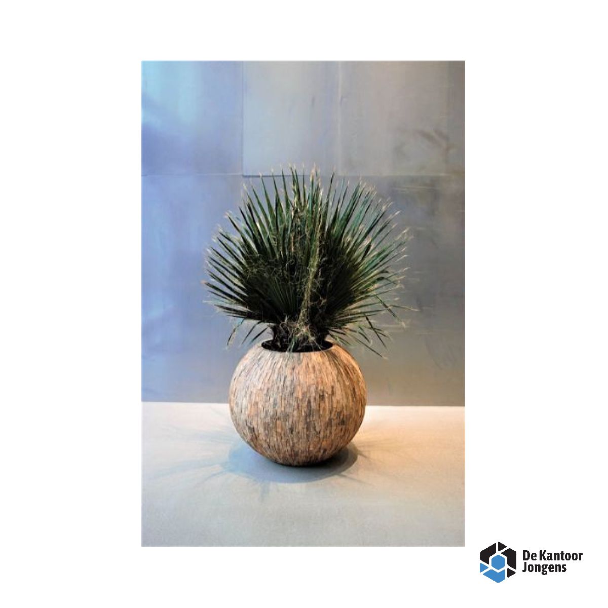 cemani_ambon_3_ Gemummificeerde plant Ambon XL