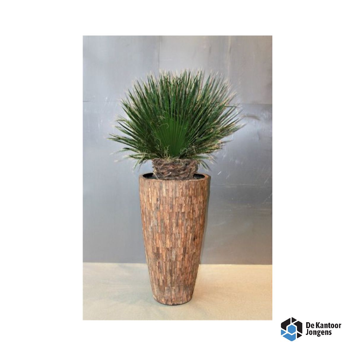 Gemummificeerde plant Sumatra XL